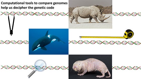 Computational tools to compare genomes presentation slide