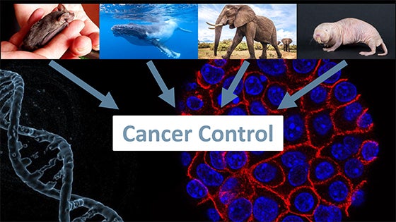 Cancer Control