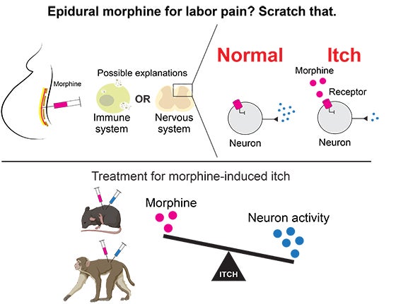treatment for morphine-induced itch