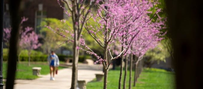 A campus walkway