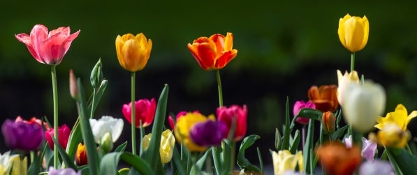 Flowers on campus