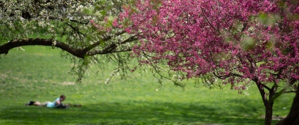 Flowers blooming on campus