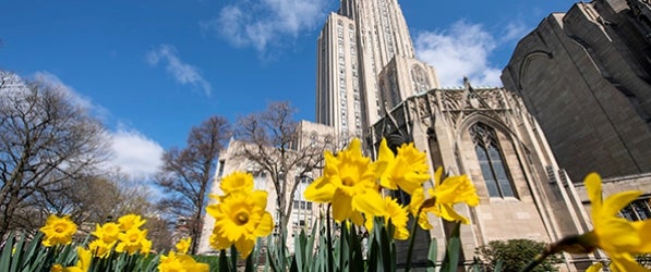 Daffodils in front of Cathedral of Learning