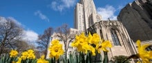 Daffodils in front of Cathedral of Learning