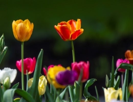 Flowers on campus