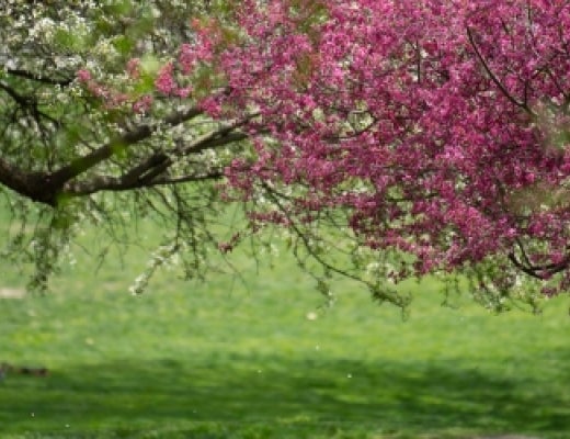 Flowers blooming on campus