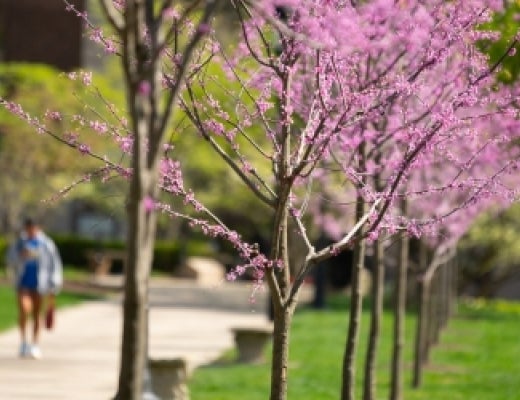 Flowering trees on campus