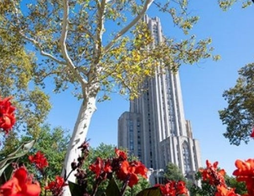 Flowers blooming on campus