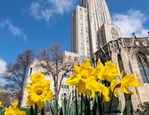 Daffodils in front of Cathedral of Learning