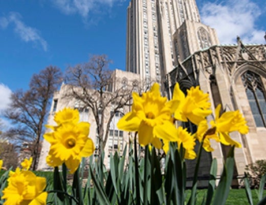 Daffodils in front of Cathedral of Learning